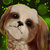 :iconfernsplash: