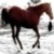 :iconferralhorsestock:
