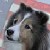 :iconferren: