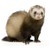 ferretlover111 :iconferretlover111: