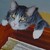 :iconfertwangler: