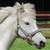 :iconfether5: