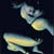 :iconfetishlily:
