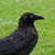 :iconfeuerzwergdrache: