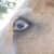 :iconfeversprout: