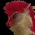 :iconfiarnova: