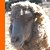 :iconfickle-follower: