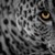 :iconficklefairy02: