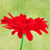 :iconfiddling: