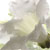 :iconfield-of-flowers: