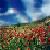 :iconfield-of-poppys: