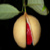 :iconfieldsofvision: