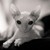 :iconfiercepanda007: