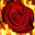 :iconfieryrose88: