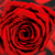 :iconfifajons: