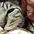:iconfight1900: