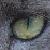 :iconfightinglion: