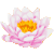 :iconFilleDeLotus: