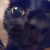 :iconfimbulk: