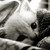 :iconfin09: