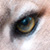 :iconfinafu: