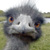 :iconfindik: