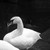 :iconfindsen: