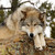 :iconfinlanddarkangelwolf: