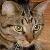 :iconfinniganthecatplz: