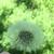 :iconfiona-zimbino: