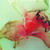 :iconfionacc: