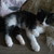 :iconfionathecat1958:
