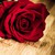 FioneWest :iconfionewest: