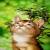 :iconfiore-puss: