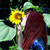 :iconfir3lily: