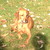 :iconfire-ball3000: