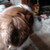 :iconfire-bird-946: