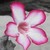 :iconfire-bright: