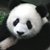 :iconfire-goliath: