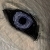 :iconfire-moonsong: