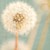 :iconfireanddandelions:
