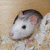 :iconfirebirdy89: