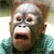 :iconfirebook10:
