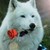 :iconfirecrystalwolf: