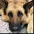:iconfiredog-ookami: