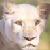 :iconfiredraconis:
