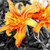 :iconfiredragon12345: