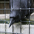 :iconfireefly:
