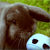 :iconfireflite: