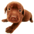 :iconfirefly-keikayagumi: